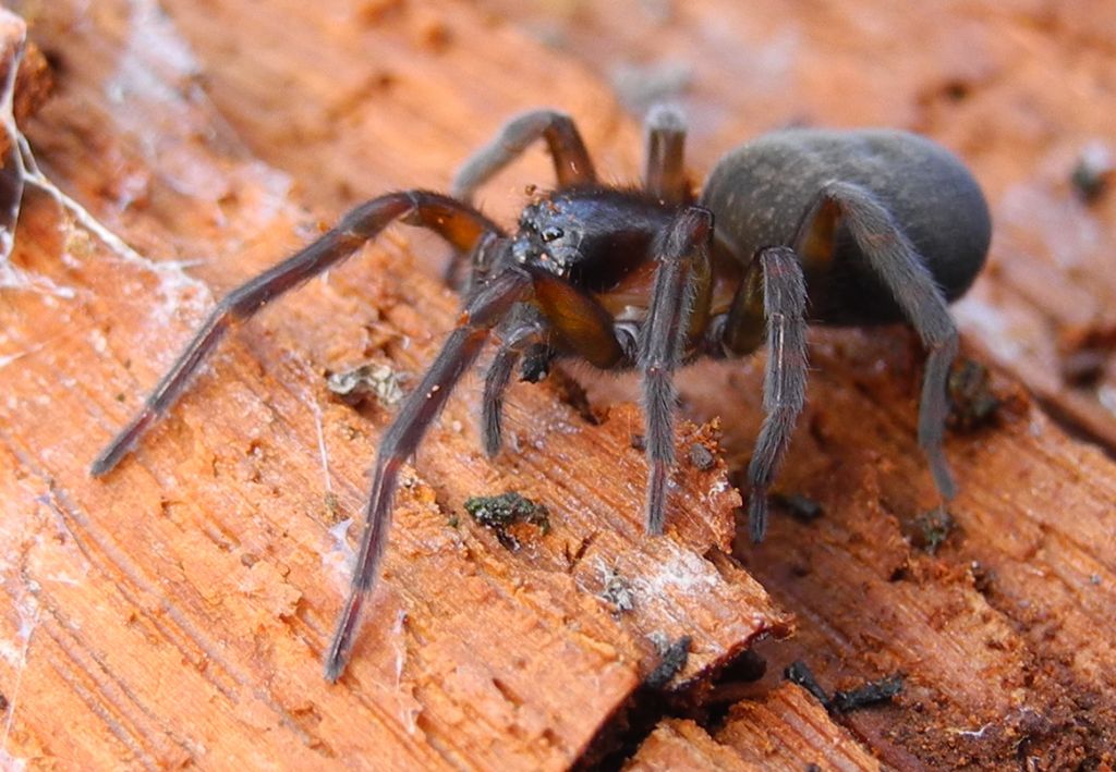 ragno di pianura: Amaurobius sp. - Cremona